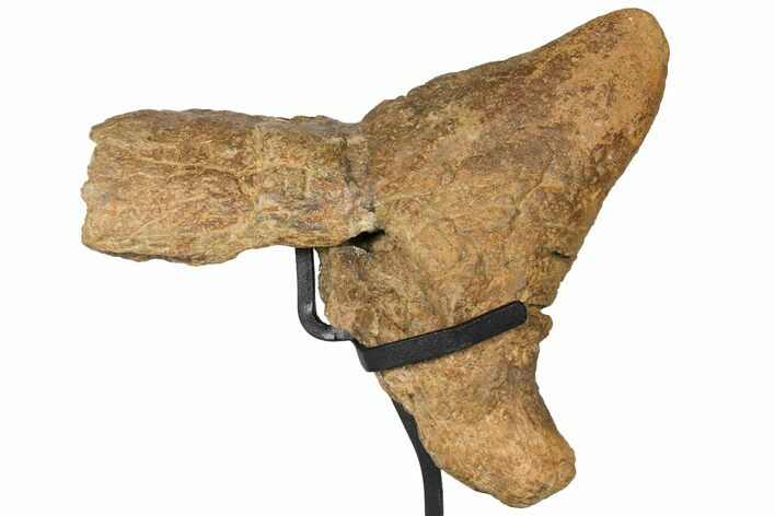 triceratops nose